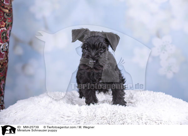 Miniature Schnauzer puppy / MW-25739