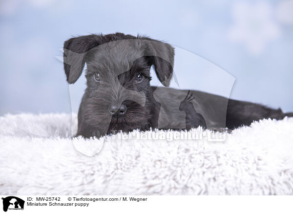 Miniature Schnauzer puppy / MW-25742