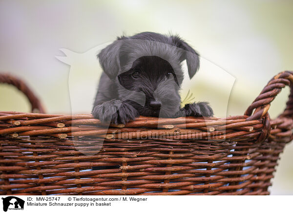 Miniature Schnauzer puppy in basket / MW-25747