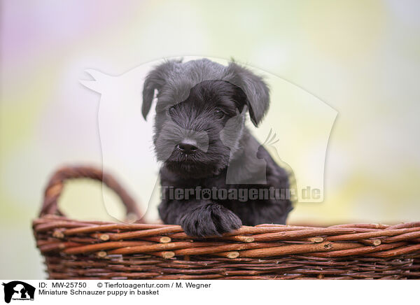 Miniature Schnauzer puppy in basket / MW-25750