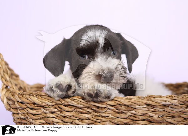 Miniature Schnauzer Puppy / JH-29815