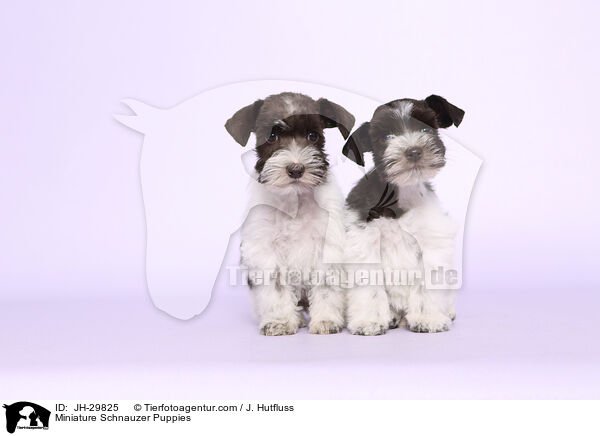 Miniature Schnauzer Puppies / JH-29825