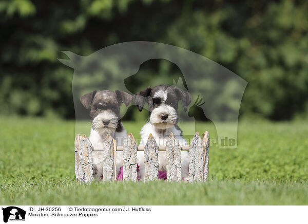 Miniature Schnauzer Puppies / JH-30256