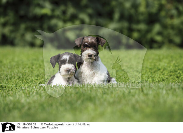 Miniature Schnauzer Puppies / JH-30259