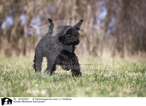 female Miniature Schnauzer / JH-30527