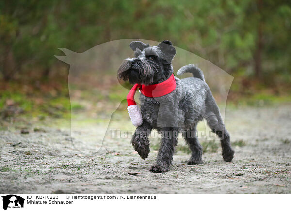 Miniature Schnauzer / KB-10223