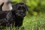 Miniature Schnauzer puppy