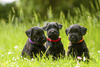 3 Miniature Schnauzer puppies