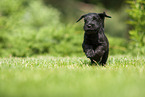 running Miniature Schnauzer puppy