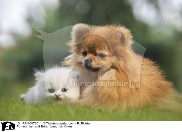 Pomeranian and British Longhair Kitten / RR-100765