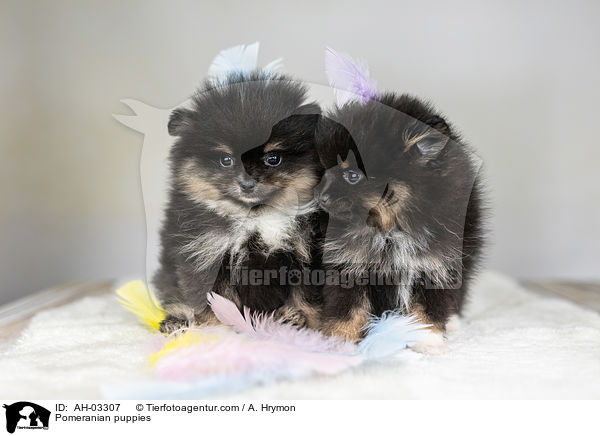 Pomeranian Welpen / Pomeranian puppies / AH-03307