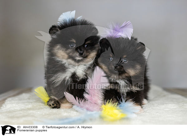 Pomeranian Welpen / Pomeranian puppies / AH-03308