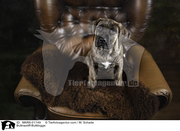 Bullmastiff-Bulldogge / Bullmastiff-Bulldogge / MARS-01149