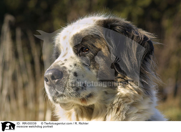 Moskauer Wachhund im Portrait / moscow watchdog portrait / RR-00039