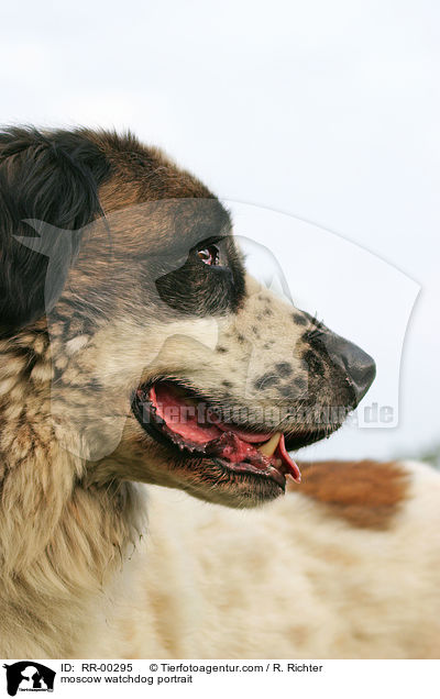moscow watchdog portrait / RR-00295