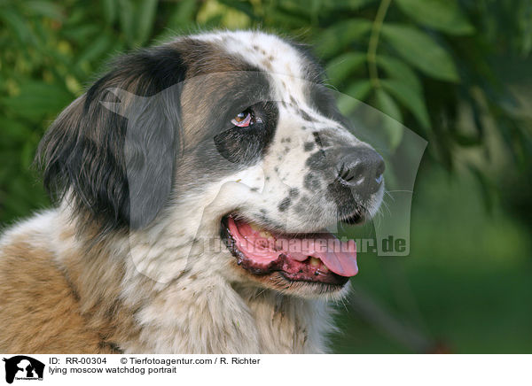 lying moscow watchdog portrait / RR-00304