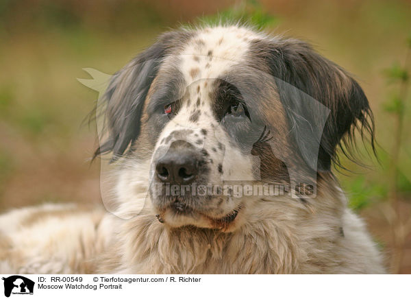 Moscow Watchdog Portrait / RR-00549