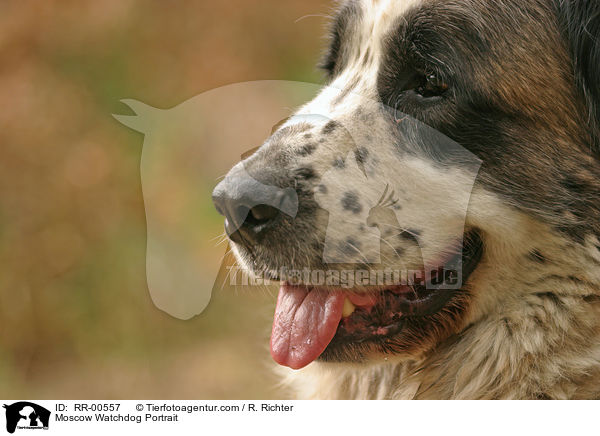 Moscow Watchdog Portrait / RR-00557