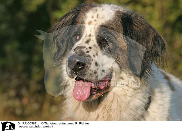 moscow watchdog portrait / RR-00587