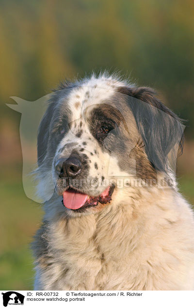 Moskauer Wachhund im Portrait / moscow watchdog portrait / RR-00732