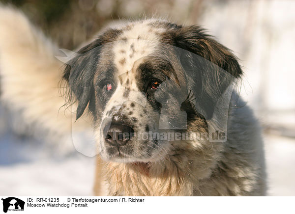 Moskauer Wachhund / Moscow Watchdog Portrait / RR-01235