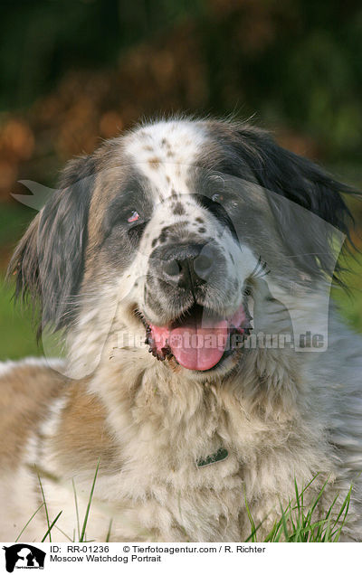 Moskauer Wachhund / Moscow Watchdog Portrait / RR-01236