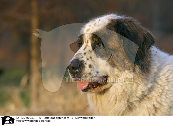 Moskauer Wachhund Portrait / moscow watchdog portrait / SS-00927