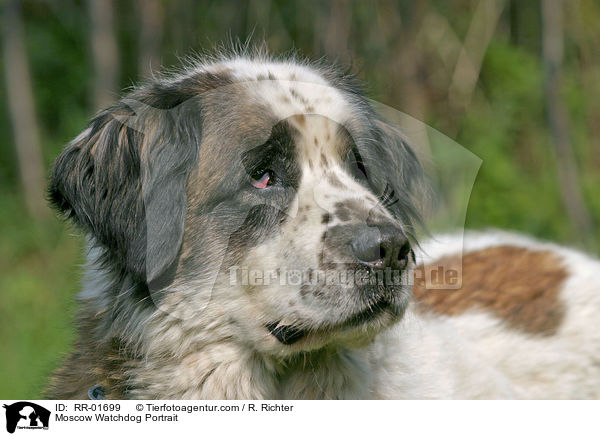 Moskauer Wachhund / Moscow Watchdog Portrait / RR-01699