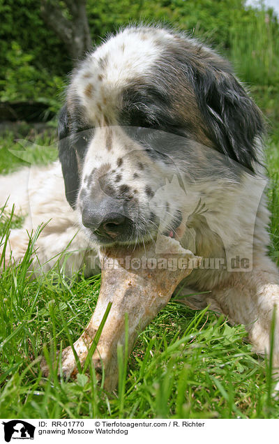 knabbernder Moskauer Wachhund / gnawing Moscow Watchdog / RR-01770