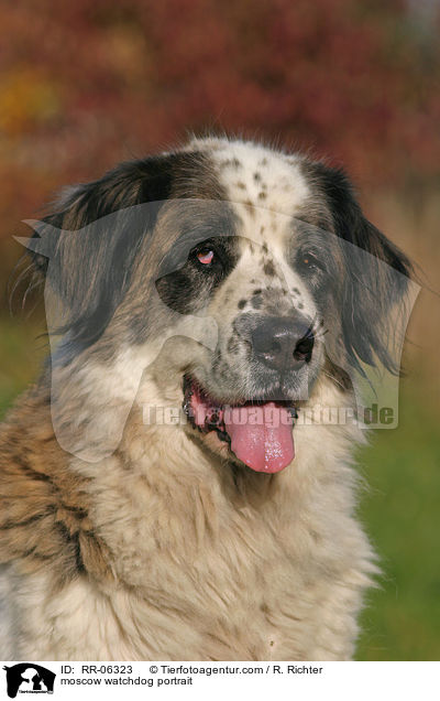 moscow watchdog portrait / RR-06323