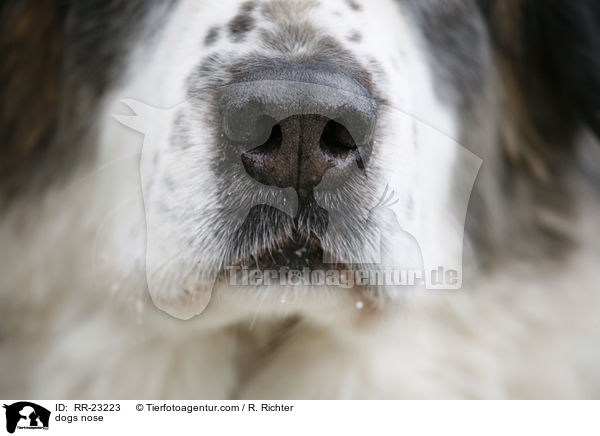 dogs nose / RR-23223