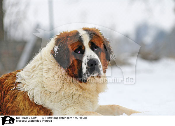 Moscow Watchdog Portrait / MEH-01294