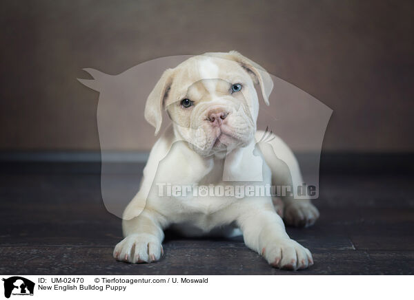 Neue Englische Bulldogge Welpe / New English Bulldog Puppy / UM-02470