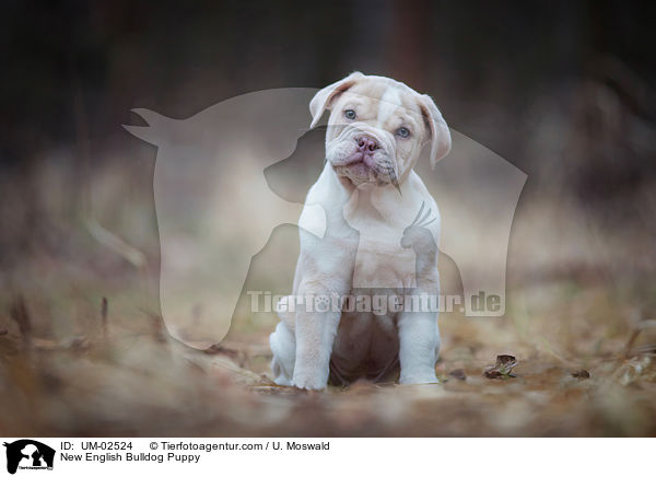 Neue Englische Bulldogge Welpe / New English Bulldog Puppy / UM-02524