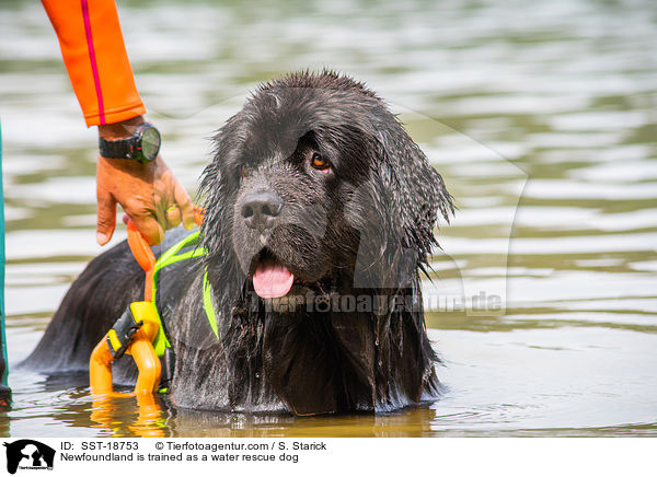 Newfoundland is trained as a water rescue dog / SST-18753