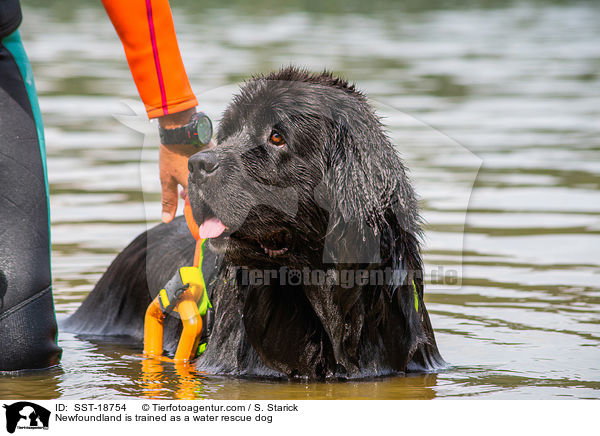 Newfoundland is trained as a water rescue dog / SST-18754
