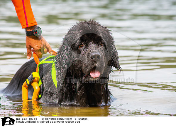 Newfoundland is trained as a water rescue dog / SST-18755