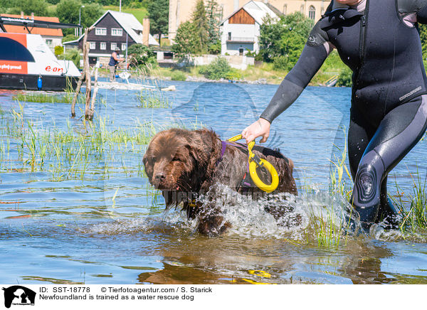 Newfoundland is trained as a water rescue dog / SST-18778