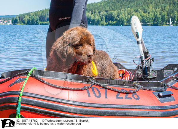 Newfoundland is trained as a water rescue dog / SST-18782