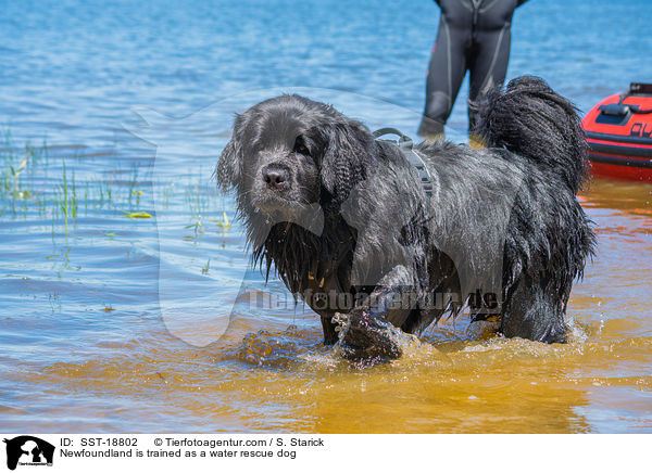 Newfoundland is trained as a water rescue dog / SST-18802