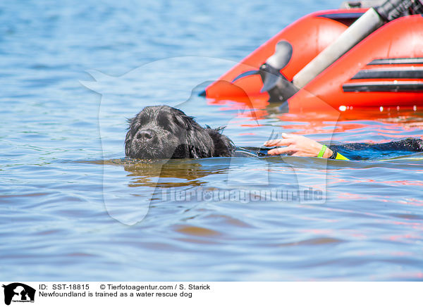 Neufundlnder wird ausgebildet zum Wasserrettungshund / Newfoundland is trained as a water rescue dog / SST-18815