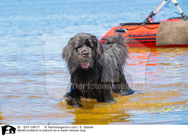 Newfoundland is trained as a water rescue dog / SST-18817