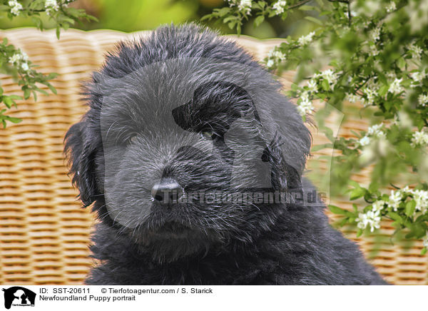Newfoundland Puppy portrait / SST-20611