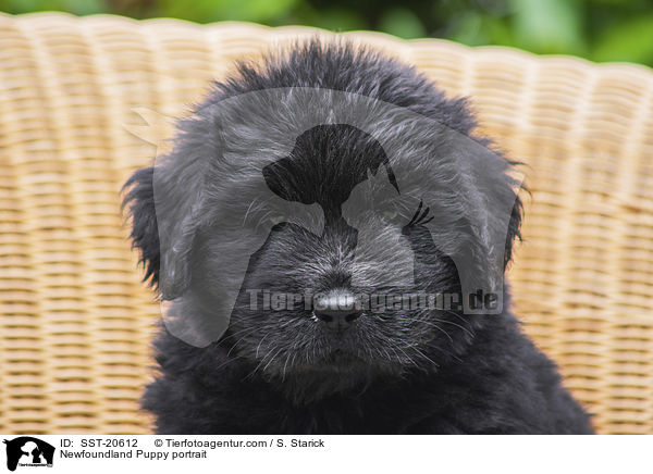 Newfoundland Puppy portrait / SST-20612