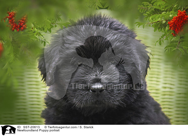 Newfoundland Puppy portrait / SST-20613