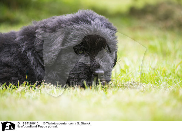 Newfoundland Puppy portrait / SST-20616