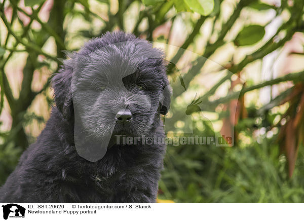 Newfoundland Puppy portrait / SST-20620