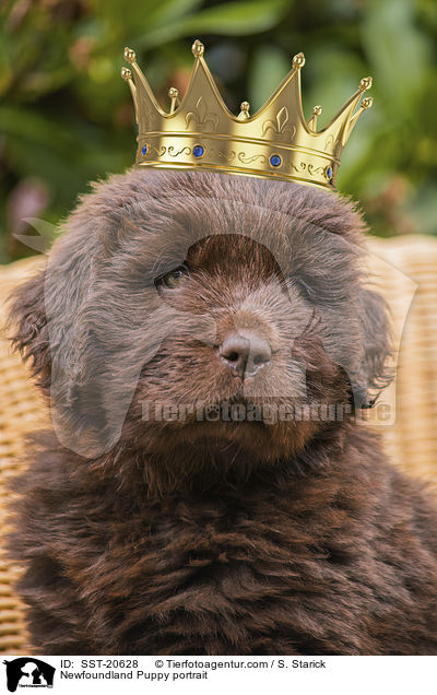 Newfoundland Puppy portrait / SST-20628