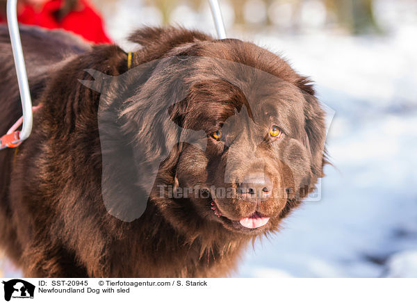 Newfoundland Dog with sled / SST-20945