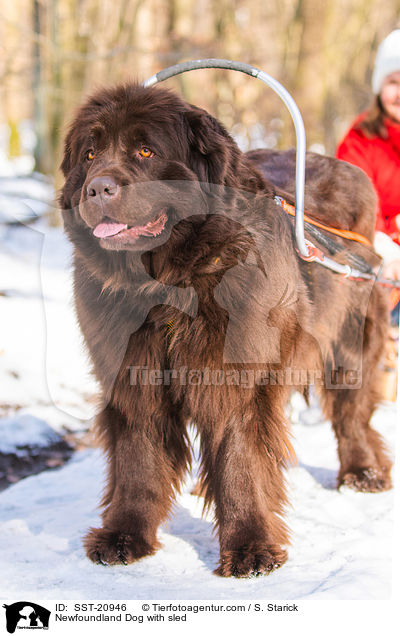 Newfoundland Dog with sled / SST-20946